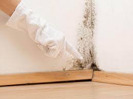 Why You Should Choose Our Mold Remediation Services in Groveport, OH